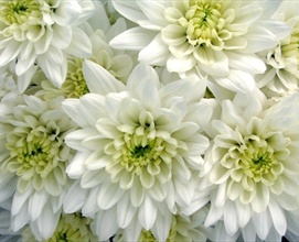 Chrysant ...